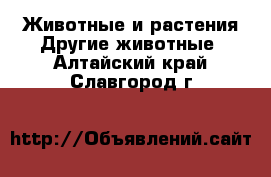 Животные и растения Другие животные. Алтайский край,Славгород г.